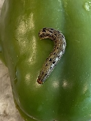 Spodoptera eridania