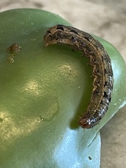 Spodoptera eridania