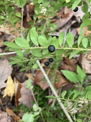 Ilex crenata