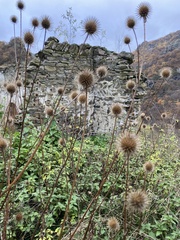 Dipsacus strigosus