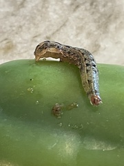 Spodoptera eridania