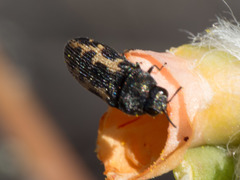 Acmaeodera parkeri