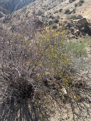 Pseudoziziphus parryi