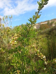 Pyracantha crenulata