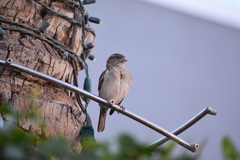 Passer domesticus
