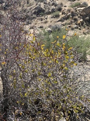 Pseudoziziphus parryi