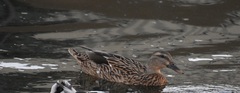 Anas platyrhynchos domesticus