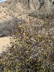 Pseudoziziphus parryi