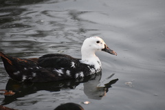 Anas platyrhynchos × Cairina moschata