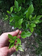 Allophylus decipiens