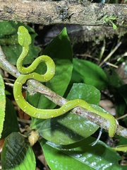 Bothriechis lateralis