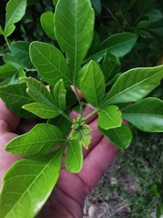 Allophylus decipiens