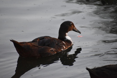 Anas platyrhynchos × Cairina moschata