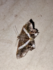 Chiasmia nora