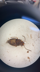 Chrysomeloidea