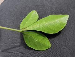 Allophylus decipiens