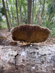 Agaricomycotina