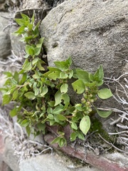 Parietaria judaica