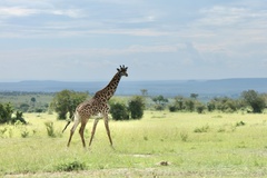 Giraffa camelopardalis tippelskirchi
