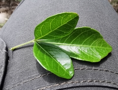 Allophylus decipiens