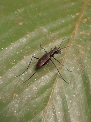 Odontocheila