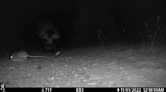 Dipodomys californicus