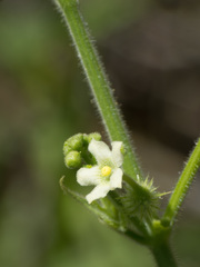 Echinopepon wrightii
