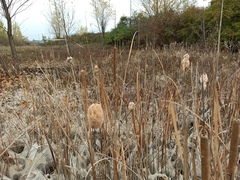 Typha domingensis