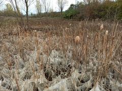 Typha domingensis