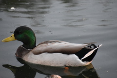Anas platyrhynchos