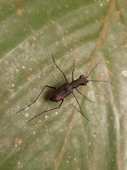 Odontocheila