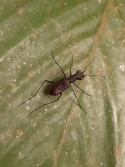Odontocheila