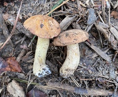 Suillus hirtellus