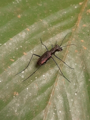 Odontocheila
