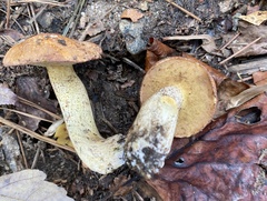 Suillus hirtellus