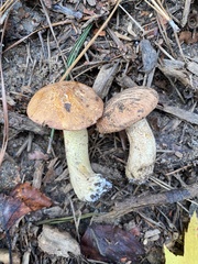 Suillus hirtellus