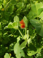 Lotus tetragonolobus