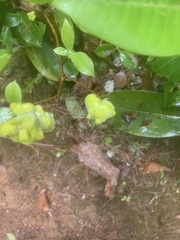 Exobasidium symploci