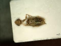 Jassargus pseudocellaris