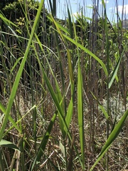 Phragmites australis