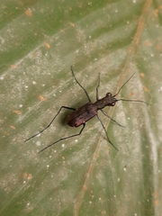 Odontocheila