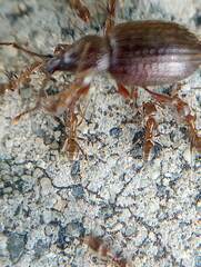 Otiorhynchus cribricollis
