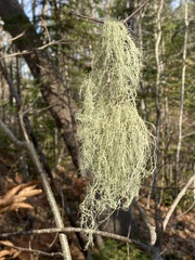 Usnea trichodea
