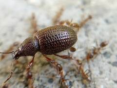 Otiorhynchus cribricollis