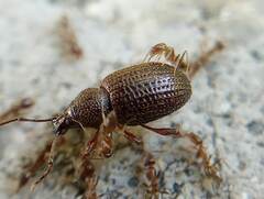 Otiorhynchus cribricollis