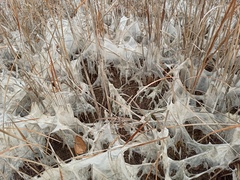 Oedogonium