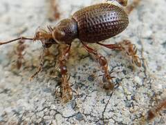 Otiorhynchus cribricollis