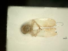 Kybos rufescens
