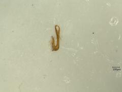 Macrosteles variatus