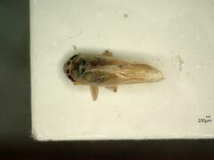 Macrosteles variatus